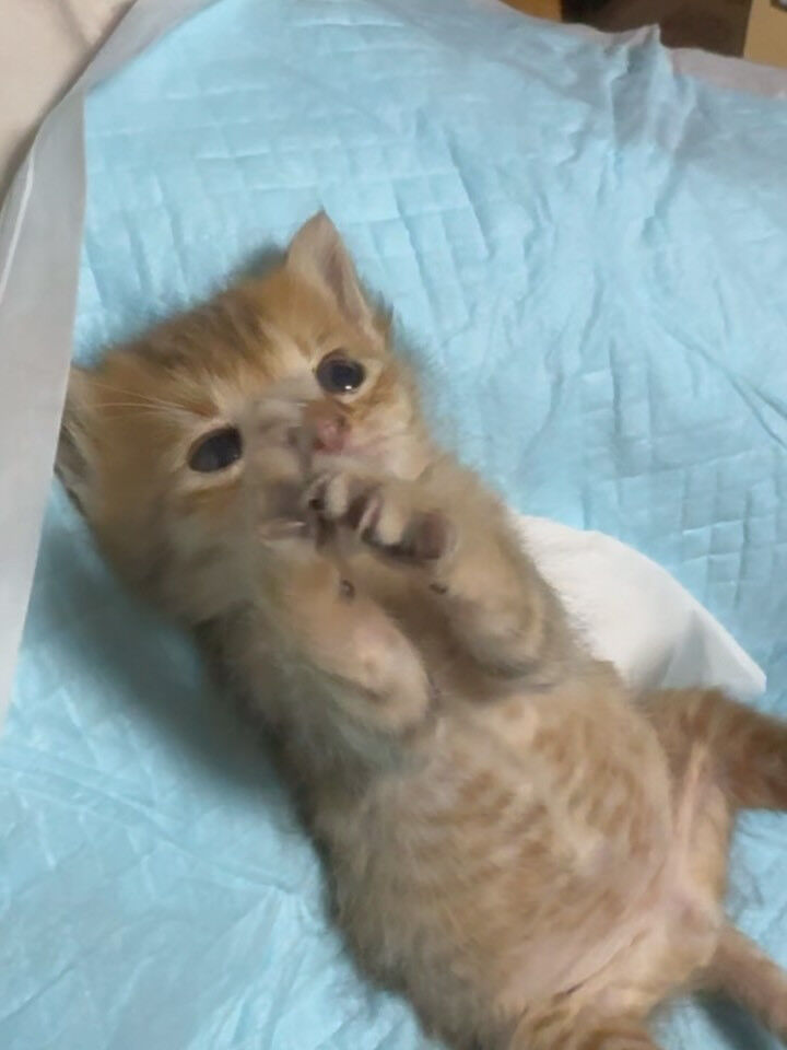 保護ネコ生後1ヶ月以内の♂だそうです
